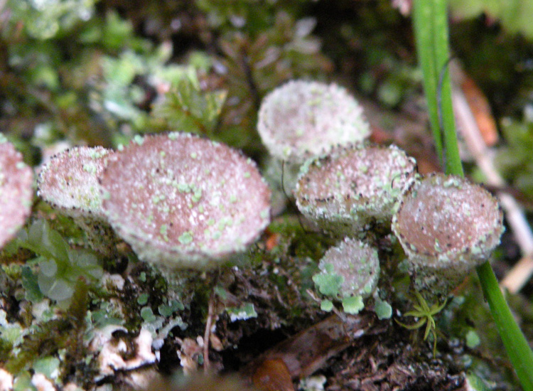 Cladonia sp su roccia silicea
